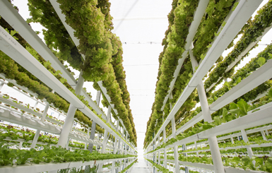 Climatisation pour Industrie Agroalimentaire