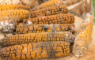 Ventilation pour Industrie Agroalimentaire