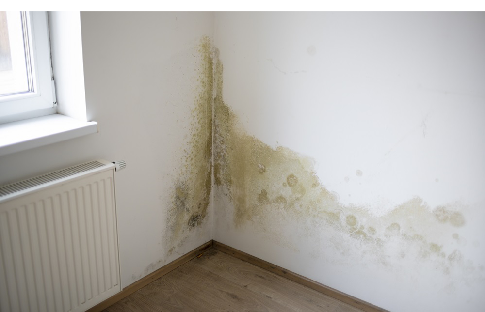 Comment prévenir la formation de moisissures ? Les conseils des experts de Climat Location