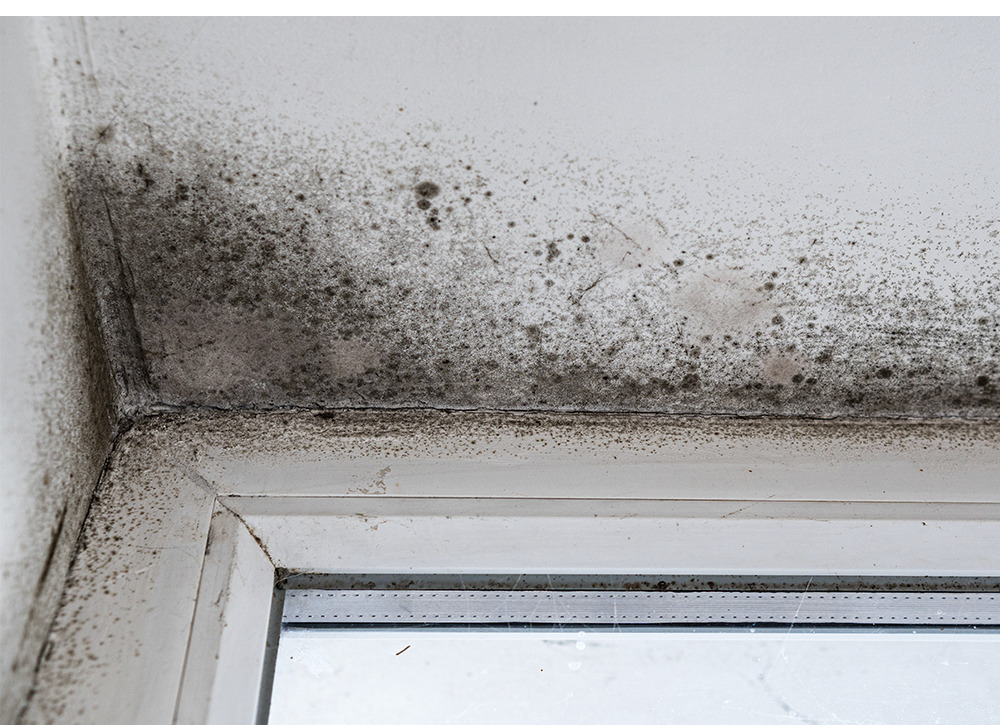 Comment prévenir la formation de moisissures ? Les conseils des experts de Climat Location