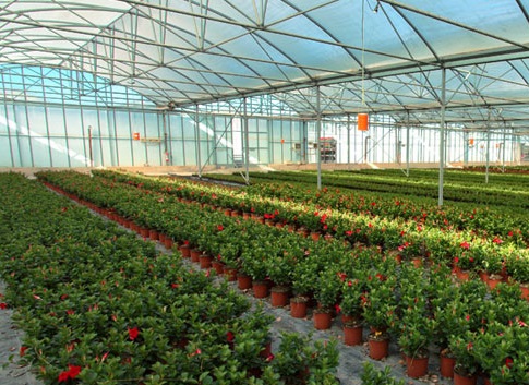 serre-fleurs Floriculture : séchage d’une entrepôt afin de prévenir des maladies